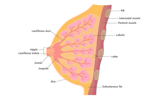 Female Breast Anatomy Medical Diagram: Lactiferous Ducts, Nipple, Lobules, Areola for Mammary Gland & Lactation Biology