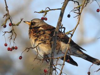 fieldfare (Turdus pilaris) in winter on the hawthorn tree