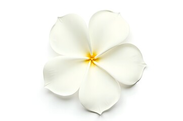 Fototapeta premium Delicate White Flower on a Clean Background