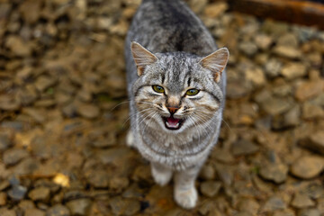 Close-up of tabby cat meowing outdoors. A grey tabby cat with green eyes meows while standing on rocky ground, looking directly at the camera in natural light.
