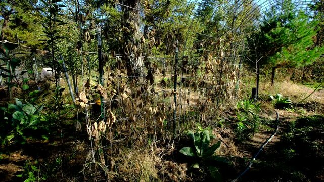 Withered or dry out gherkin cucumber plants and its vines tangled to trellis made from cattle panels