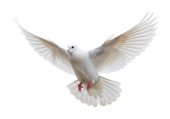 Pristine adult white dove with iridescent plumage and delicate red eyes captured in mid-flight against a transparent studio background. Concept of peace and freedom