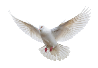 Pristine adult white dove with iridescent plumage and delicate red eyes captured in mid-flight against a transparent studio background. Concept of peace and freedom