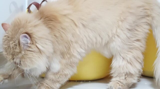 Curious and Playful Fluffy Ginger Cat Explores Bright Yellow Object, Showcasing Soft Fur and Domestic Charm in Joyful Scene of Feline Curiosity and Delight