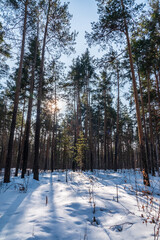 Fototapeta premium The Sun's rays pass through the trees in winter forest