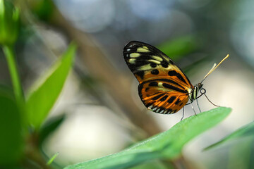 Naklejka premium Tiger Longwing Butterfly