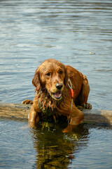 billy leaning on a floating tree while swimming 