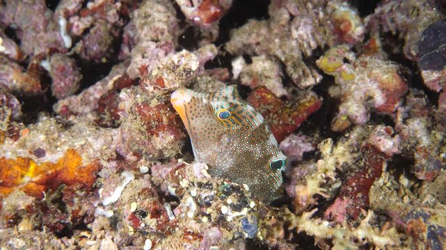 Small spotted pufferfish known as Papuan toby maintains position near coral structure in Banda Sea, Maluku, Indonesia.