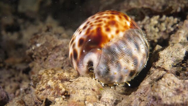 Vibrantly patterned egg cowrie glides over sandy patch between corals in the Banda Sea, Maluku, Indonesia.