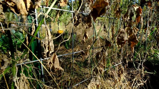 Close up of last undeveloped gherkin cucumber hanging from withered vine and moving camera away showing more dry out plant tangled to trellis made form cattle panels