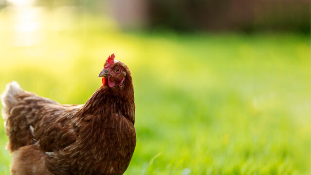 Outdoor portrait of brown hen walking outdoors farm on meadow green grass, free-range chickens on sunny day, free space, banner