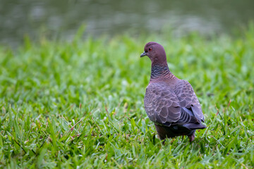 Picazuro Pigeon (Patagioenas picazuro) walking on the grass, showing details of the scaly pattern...