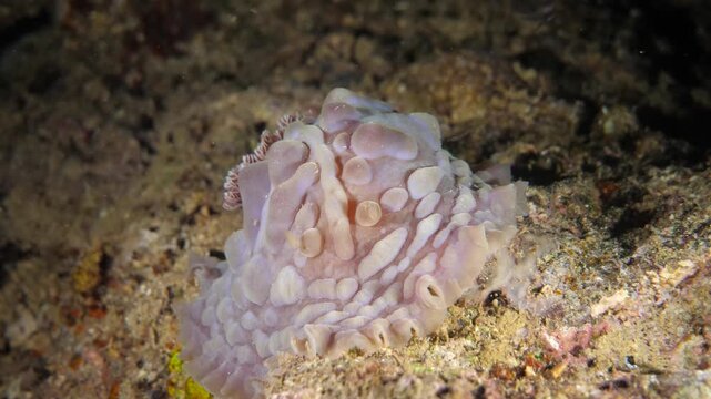 Overhead angle shows large Asteronotus nudibranch with bumpy surface texture during night dive in Banda Sea, Maluku, Indonesia.