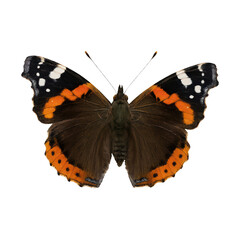 PNG Vibrant butterfly with open wings.