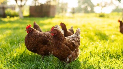 Flock of brown hens and roosters grazing on green grass field, walking on farm courtyard at summer sunny day © Home-stock