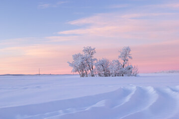 Obraz premium Dramatic pink and blue morning landscape in prairies - bunch of trees covered in snow in the middle of the snowy white tranquil field.