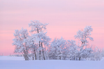 Rural morning in pink sunrise light in the field with trees.