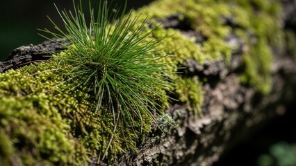 Close Up Nature Macro Detail of Pine Needle Sprout Growing on Mossy Bark