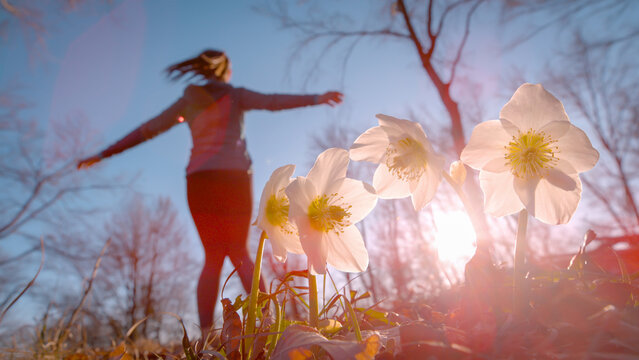 DOF, LENS FLARE: Woman happily spinning and dancing in forest celebrating springtime. Sunny spring forest with flowering white hellebores and a cheerful young lady in the embrace of awakening nature.