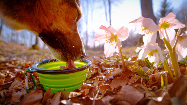 CLOSE UP: Thirsty brown dog drinks from portable green water bowl placed among autumn leaves and blooming white hellebore flowers. Importance of hydration during outdoor adventures on warm spring day