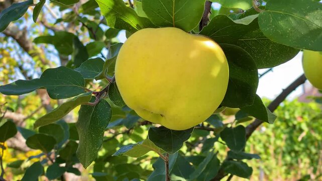 Ripe yellow quince fruit hanging on a tree branch with green leaves