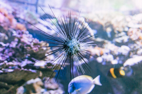 Langstacheliger Seeigel im Aquarium mit Korallen und Tropenfischen im farbenfrohen Unterwasser-Nahaufnahme