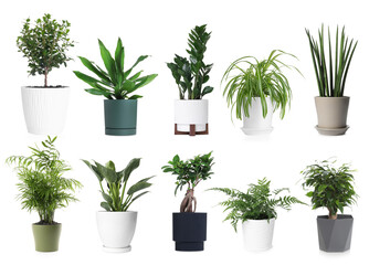 Fototapeta premium Green potted house plants isolated on white, set