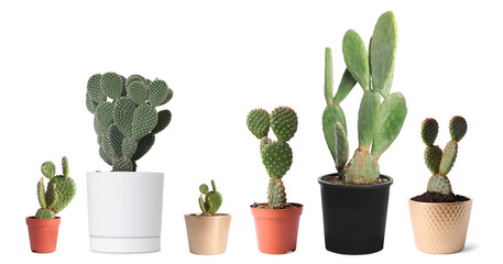 Opuntia cactus plants in pots isolated on white, collection © New Africa