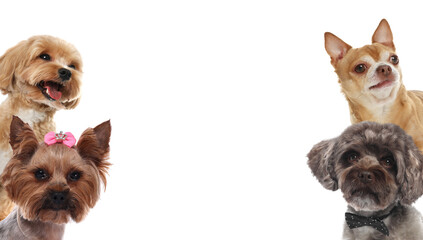 Adorable dogs of different breeds isolated on white