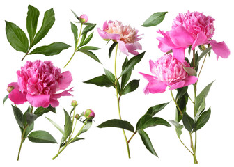 Fresh peonies with green leaves isolated on white, set