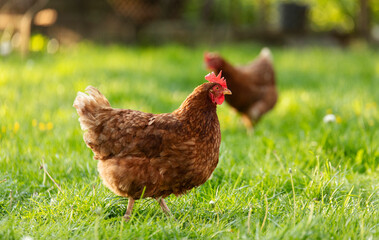 Free range chickens walking outdoors on field, standing on meadow green grass, copy space for banner