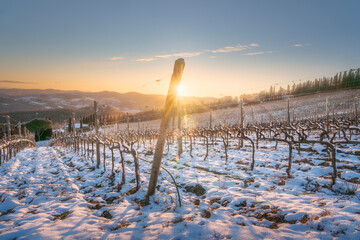 Obraz premium Snowy Vineyard at Sunset near Radda in Chianti, Tuscany, Italy