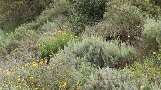 Less than 20% of the critically endangered Coastal Sage Scrub ecoregion persists today, including this tiny threatened swathe of pleasing biodiversity in Los Angeles County.