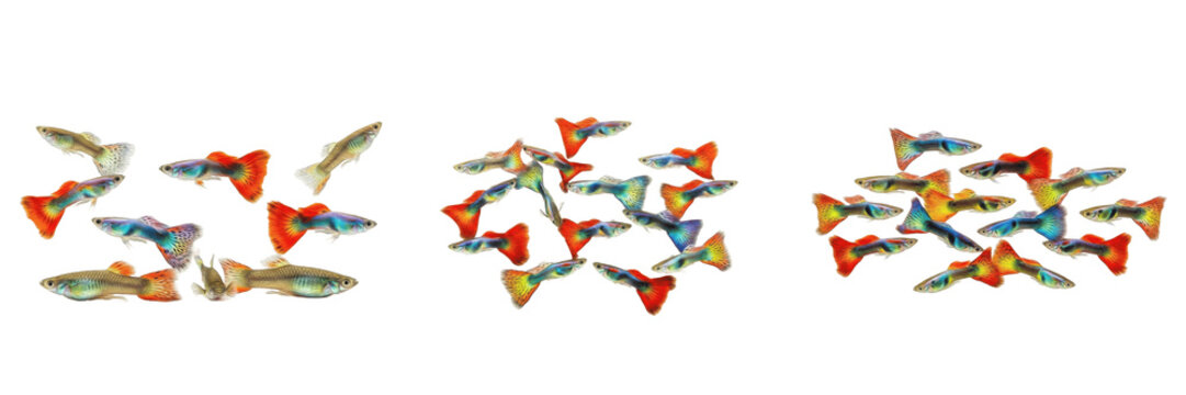 Large group of colorful guppy fish swimming on white background, isolated aquarium set