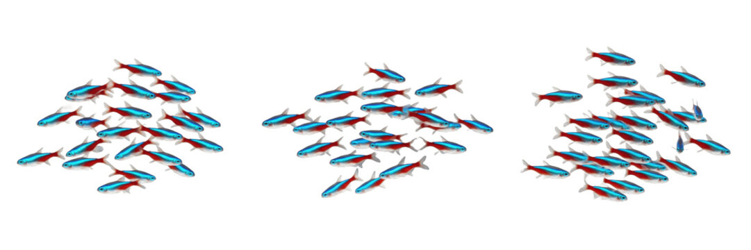 School of Neon Tetra fish isolated on white background, set of small Paracheirodon innesi freshwater aquarium fish groups