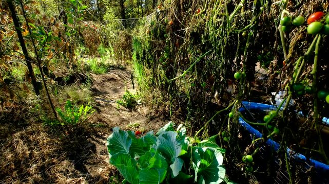 Rising camera showing badly growing white cabbage and withering cherry tomato vines tangled to adjacent chickens enclosure fence