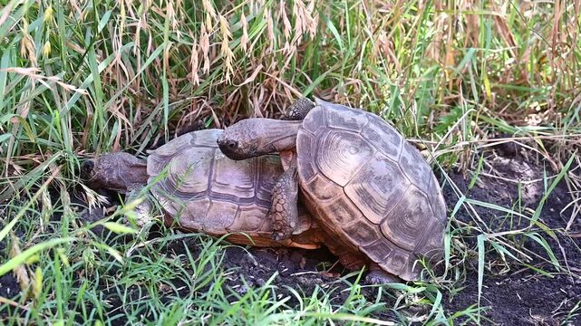 A snail sits on a turtle's back,
