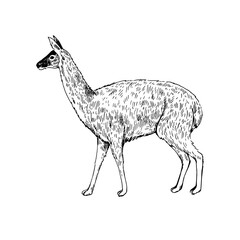 Sketch of llama. Hand-drawn black and white illustration.