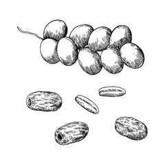 Ripe and dried dates fruits black and white vector illustration in sketchy style.