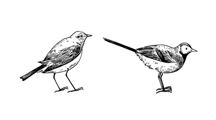 White wagtail, hand-drawn illustration in vintage engraving style. Black and white design elements.