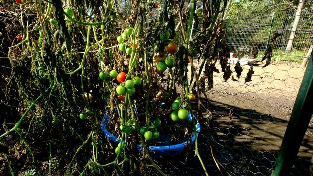 Bunches of unripe or green cherry tomatoes hanging from withering vines after first frost killed most plants. There is chickens enclosure adjacent to the garden