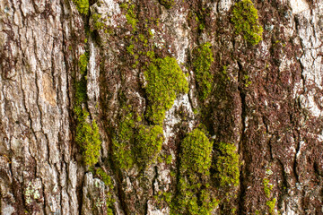 Obraz premium beautiful natural texture in shades of green
