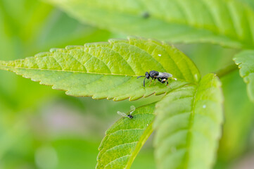 Naklejka premium Brachymeria famorata on green leaf, macro close-up