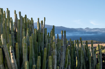 Euphorbia cacti in foreground of volcanic landscape at sunset, Malpa&iacute;s de G&uuml;&iacute;mar, Tenerife
