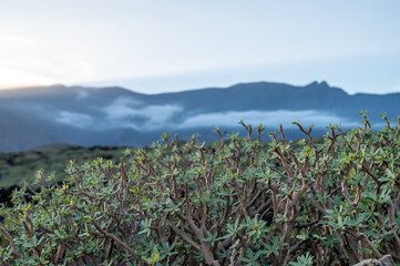 Sunset over volcanic lava fields with lush succulents, Malpa&iacute;s de G&uuml;&iacute;mar, Tenerife