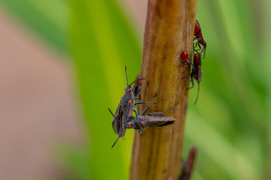 Boisea trivittata on branch, macro close-up