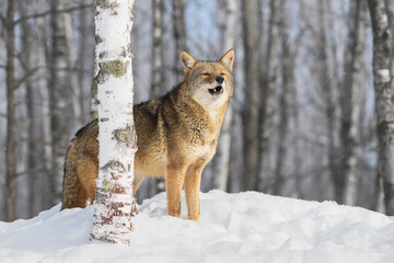 Coyote (Canis latrans) Stands Behind Birch Tree Raising Head to Start Howling Winter
