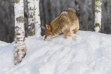 Coyote (Canis latrans) Eyes Up While Sniffing in Snow at Base of Birch Tree Winter