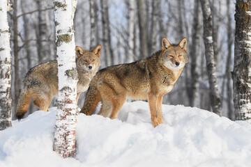 Coyotes (Canis latrans) Stands Behind Birch Tree Looking Out