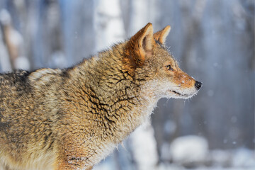 Coyote (Canis latrans) Stands Facing Right Winter